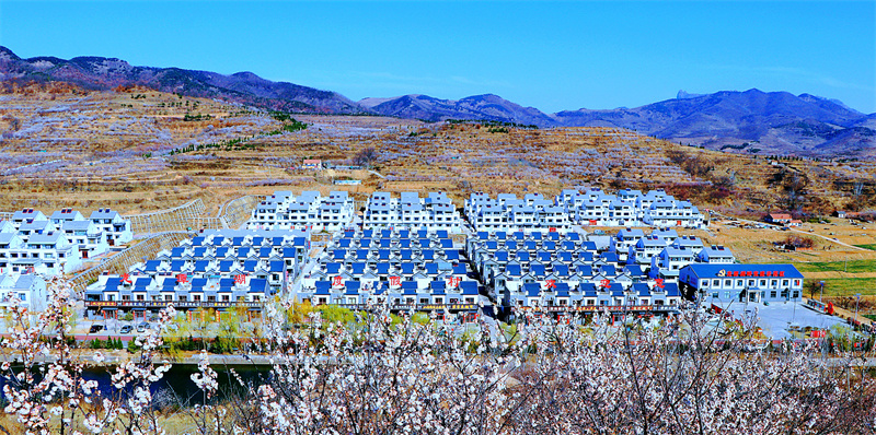 旖旎的風光藏匿大山之間，櫻桃花次第開放。劉玉平攝07