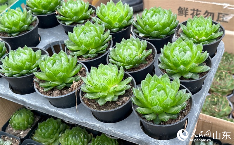 中國青州花卉苗木交易中心展示的多肉植物，目前青州是全國最大的多肉生產(chǎn)基地，年產(chǎn)多肉超10億株。人民網(wǎng) 喬姝攝