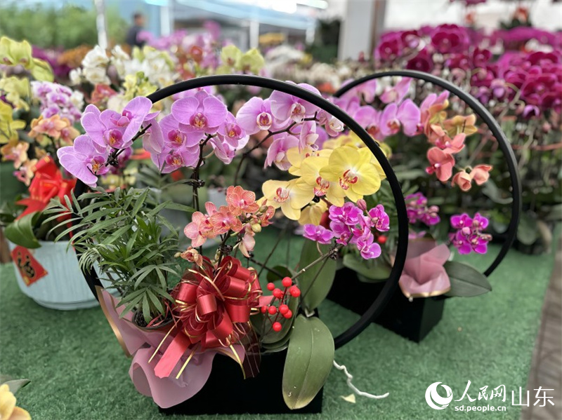 中國(guó)青州花卉苗木交易中心的蝴蝶蘭產(chǎn)品。人民網(wǎng) 喬姝攝
