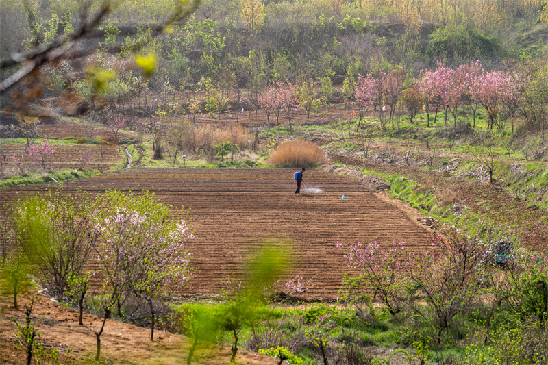 圖為日照市后村鎮(zhèn)農(nóng)民正在給播種的玉米噴施農(nóng)藥。武愛民攝
