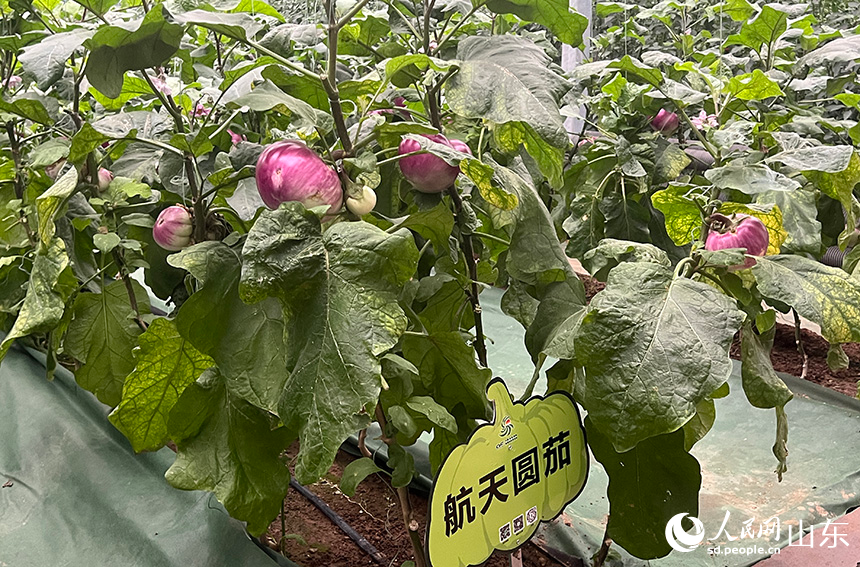 航天圓茄。人民網 劉祺攝
