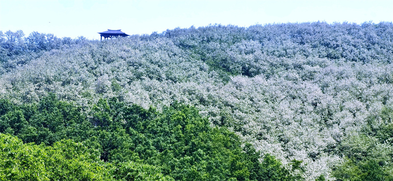 日照市九仙山上的萬畝槐花進入盛花期，成片槐樹美艷如雪。劉玉平攝