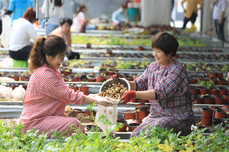 5月25日，位于山東省樂陵市的國家馬鈴薯工程技術(shù)研究中心繁育大棚里，工人們正在收獲“航天馬鈴薯”。賈鵬攝