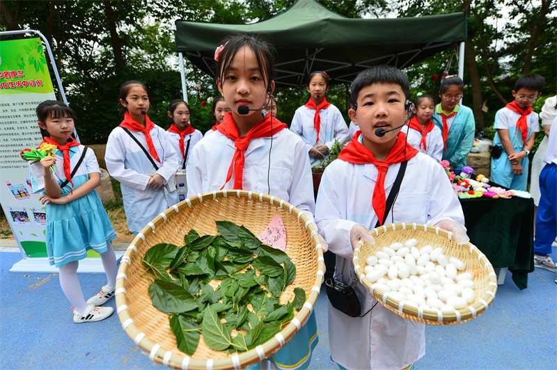 兩名古鎮(zhèn)小學的學生展示自己培育的桑蠶。王海濱攝