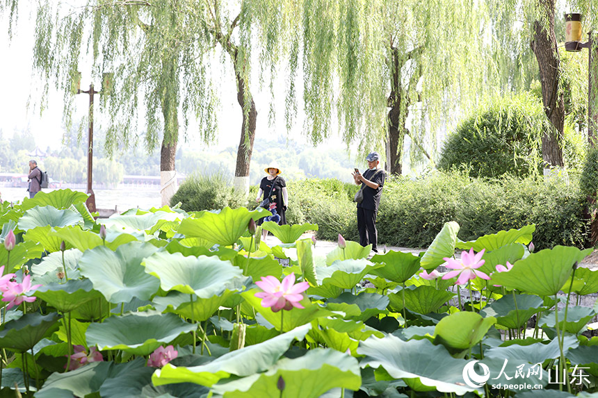 濟(jì)南大明湖畔荷花相繼綻放，吸引眾多游客前來觀賞。人民網(wǎng)記者 劉祺攝
