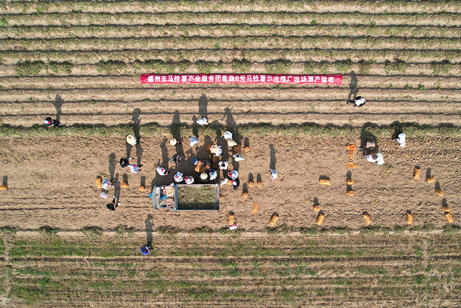 2023年6月25日，專家組在山東省樂陵市大孫鄉(xiāng)鞏家村馬鈴薯綠色高效配套栽培技術(shù)示范田現(xiàn)場(chǎng)測(cè)產(chǎn)（無人機(jī)照片）。賈鵬攝