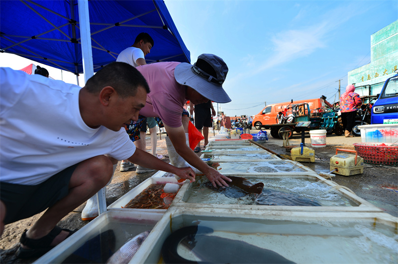 市民在選購鮮活海魚。王海濱攝