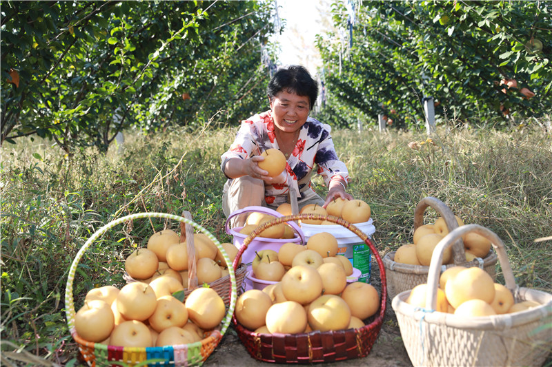 山東樂陵:廢棄地變身蜜梨園