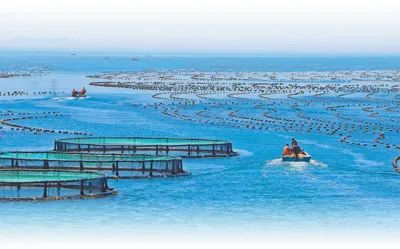 南隍城島漁民在近岸海域養殖小魚，等魚長到合適規格，再由企業放到深海網箱內養殖。李鵬 攝