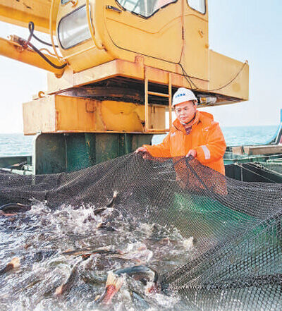 煙臺經海海洋漁業有限公司工作人員向智能網箱投放魚苗。本報記者 李 蕊攝