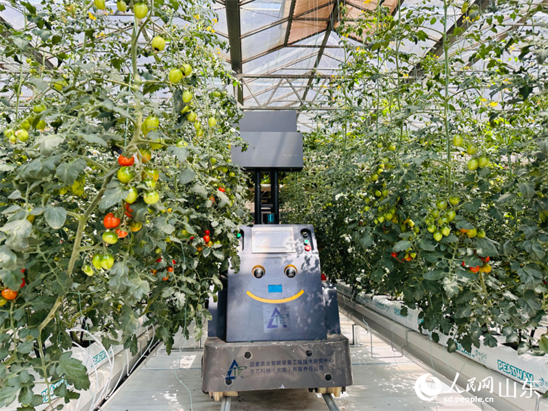 “溫室小蜜蜂”智能授粉機器人正在進行授粉作業。人民網 喬姝攝