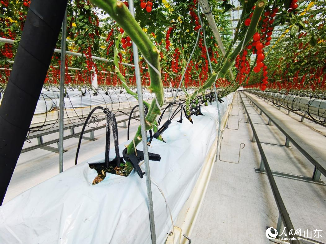 利用水肥一體化種植的西紅柿。人民網記者 栗翹楚攝