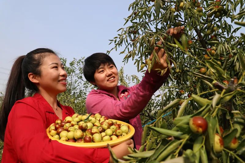 沾化冬棗采摘忙