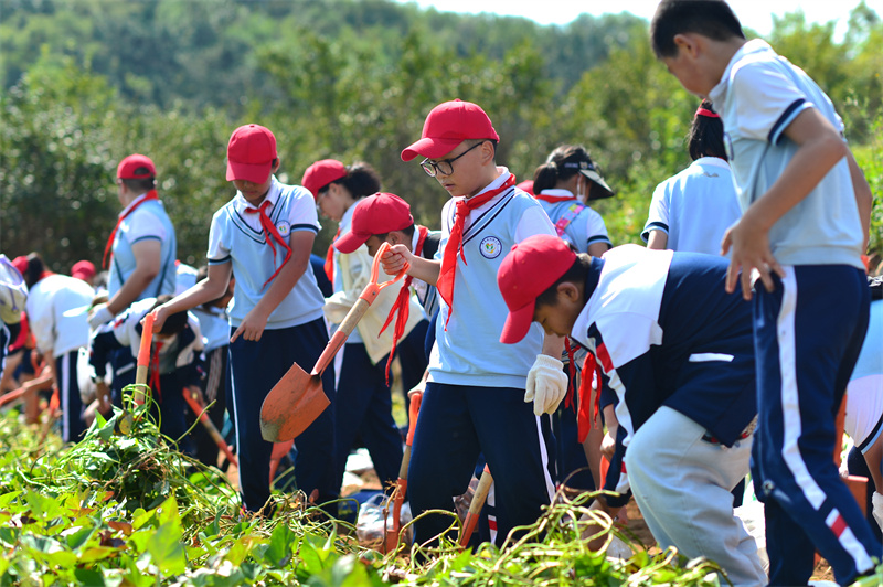 2024年9月29日，在山東青島宜陽路小學(xué)開展的“田間課堂”豐收實踐活動上，學(xué)生們在田地里采收紅薯。王海濱攝
