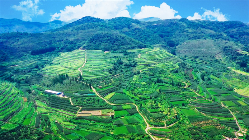 圖為煙糧協作種植的山村