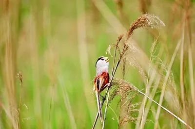 山東東營(yíng)黃河口的震旦鴉雀。光明日?qǐng)?bào) 徐譚/攝