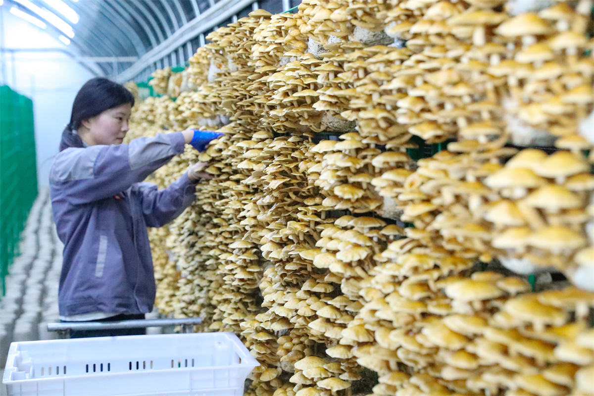 10月17日，在萊西市院上鎮(zhèn)，山東艾澤福吉生物科技有限公司的工人在進(jìn)行收獲。（張進(jìn)剛  攝）