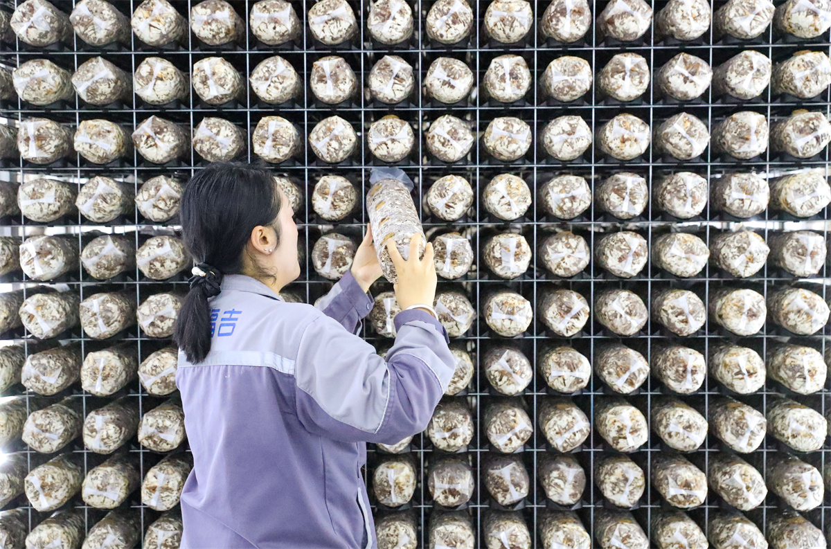 10月17日，在萊西市院上鎮，山東艾澤福吉生物科技有限公司的工作人員在檢查菌棒的生長狀態。（張進剛  攝）