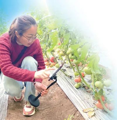 李娜在西紅柿大棚里做直播。李子悅攝