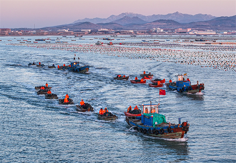 養(yǎng)殖工人駕駛漁船、舢板出海，進(jìn)行海帶管護(hù)等作業(yè)。李信君攝