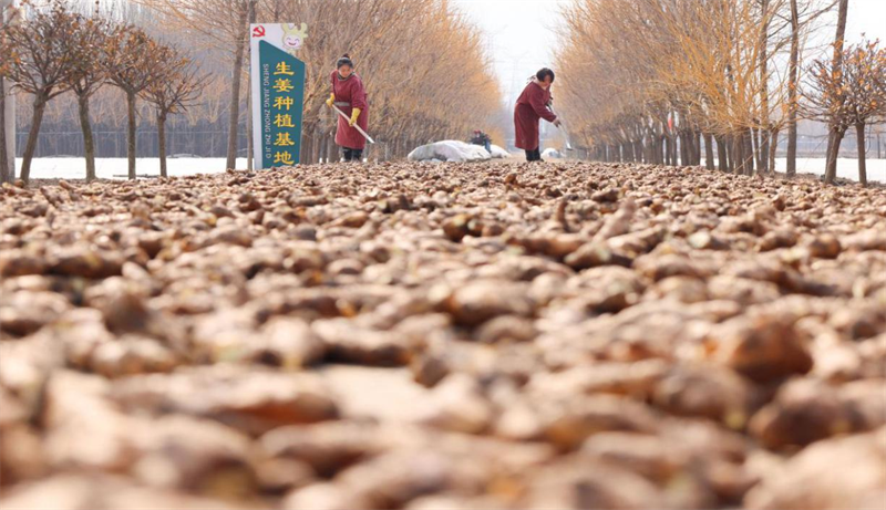  2月18日，鄒平市青陽鎮鐘家村生姜基地農民晾曬姜種，保證栽種時的出芽率和提高姜種成活率。