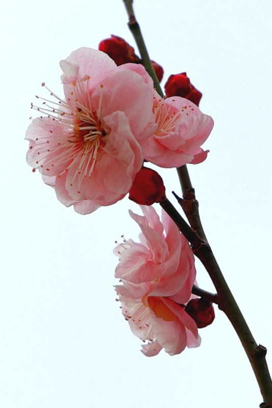 粉嫩的梅花在微風里肆意搖曳。李強攝