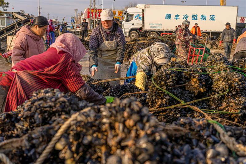 漁民們正在有條不紊地對海虹進行挑揀清洗。武愛民攝