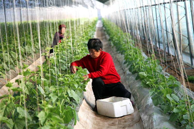 3月5日，農民在山東省聊城市茌平區賈寨鎮耿店村現代農業科技示范園大棚里管理種植的甜瓜。