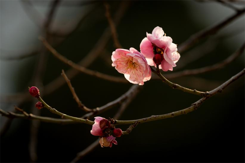 花瓣似蝶，輕盈舒展，粉色臘梅在枝頭淺笑嫣然。袁召勇攝