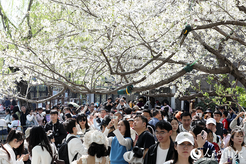 濟南五龍潭公園內櫻花綻放，吸引眾多市民和游客前來打卡拍照。人民網記者 劉祺攝
