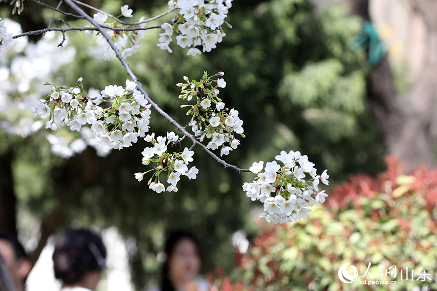春日暖陽下，雪白的櫻花在風中搖曳。人民網記者 劉祺攝