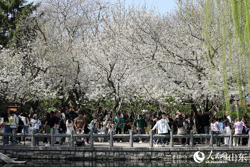 濟南五龍潭公園內櫻花綻放，吸引眾多市民和游客前來打卡拍照。人民網記者 劉祺攝
