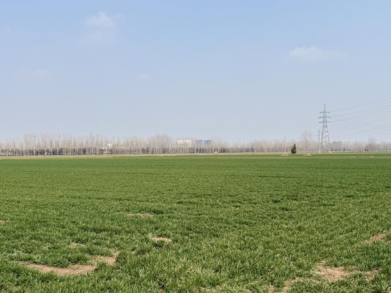 菏澤市定陶區種子公司小麥良種繁育基地。孫澤宇攝