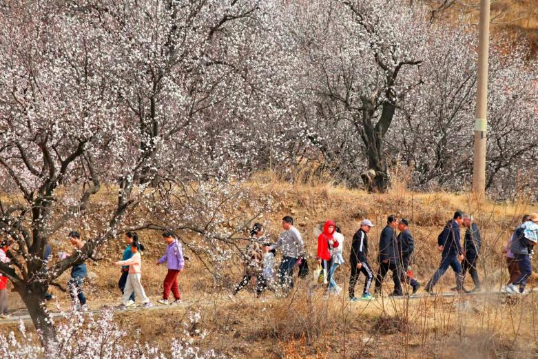 駝石溝杏花村的杏花綻放，吸引市民游客來(lái)此踏春。 張守本 攝