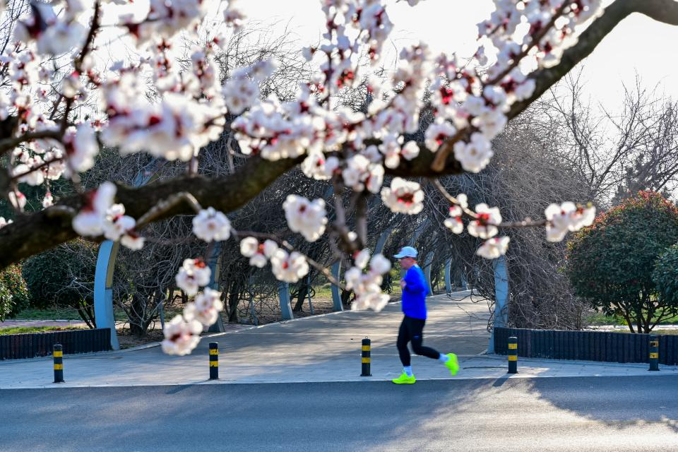 晨跑的市民暢快地穿梭于花香之中。 邵淼 攝