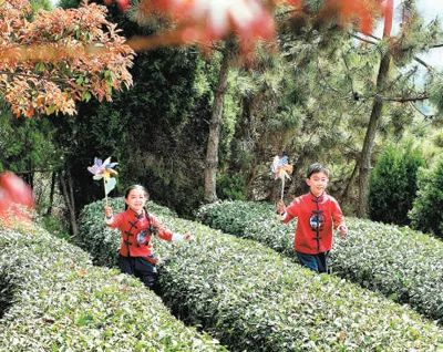 孩子們在嵐山區一茶園內放風箏。丁 斌攝