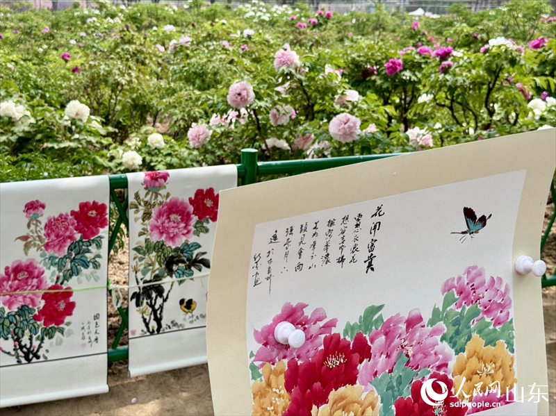 牡丹花前晾滿了游客寫生創作的牡丹工筆畫作品。人民網 鄭昕橋攝
