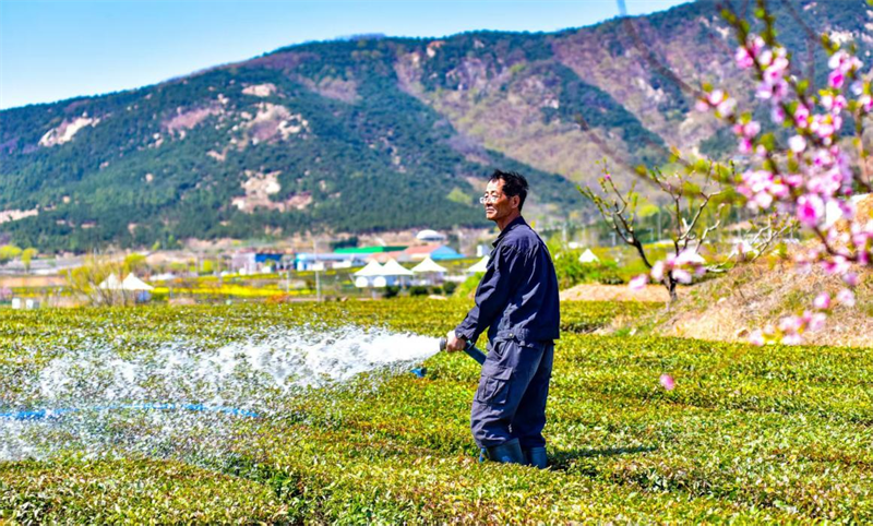 山下茶園蔥綠，茶農正悉心澆灌。葉連俊攝