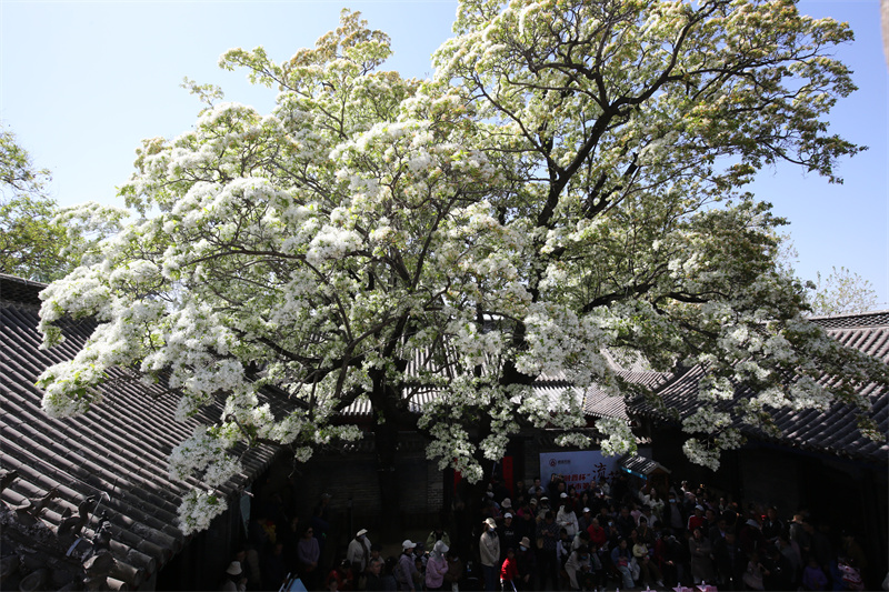 4月13日，在山東鄒城孟府景區(qū)，游客欣賞盛開的流蘇花。