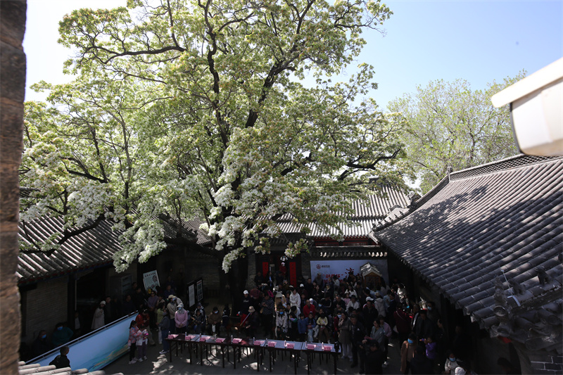 4月13日，在山東鄒城孟府景區(qū)，游客欣賞盛開的流蘇花。