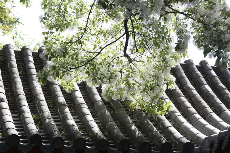 4月13日，在山東鄒城孟府景區(qū)拍攝的流蘇花。