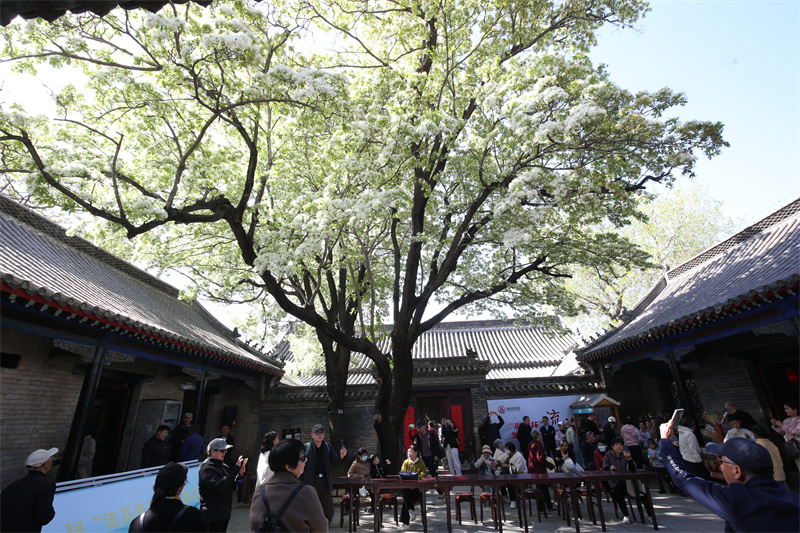 4月13日，在山東鄒城孟府景區(qū)，游客欣賞盛開的流蘇花。