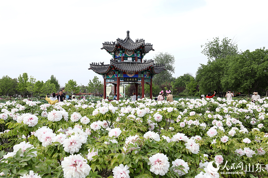 圖1）在菏澤市牡丹區(qū)曹州牡丹園內(nèi)，牡丹花迎來盛放。人民網(wǎng)記者 劉祺攝
