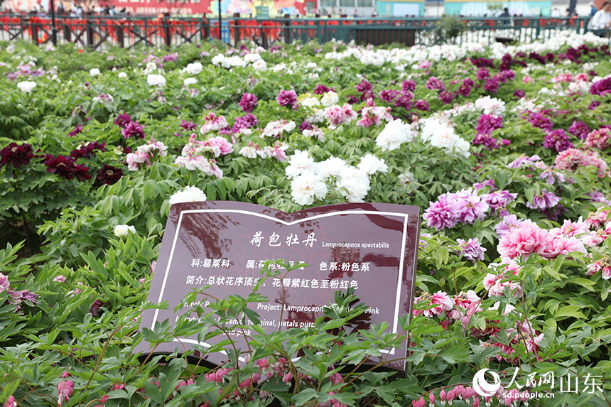 圖7）在菏澤市牡丹區(qū)曹州百花園內(nèi)，荷包牡丹花全面盛開。人民網(wǎng)記者 劉祺攝