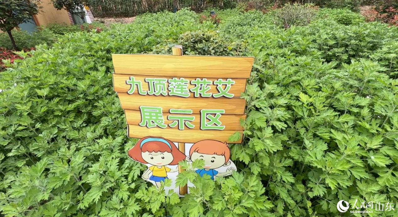 艾山村九頂蓮花艾展示區。 人民網 喬姝攝