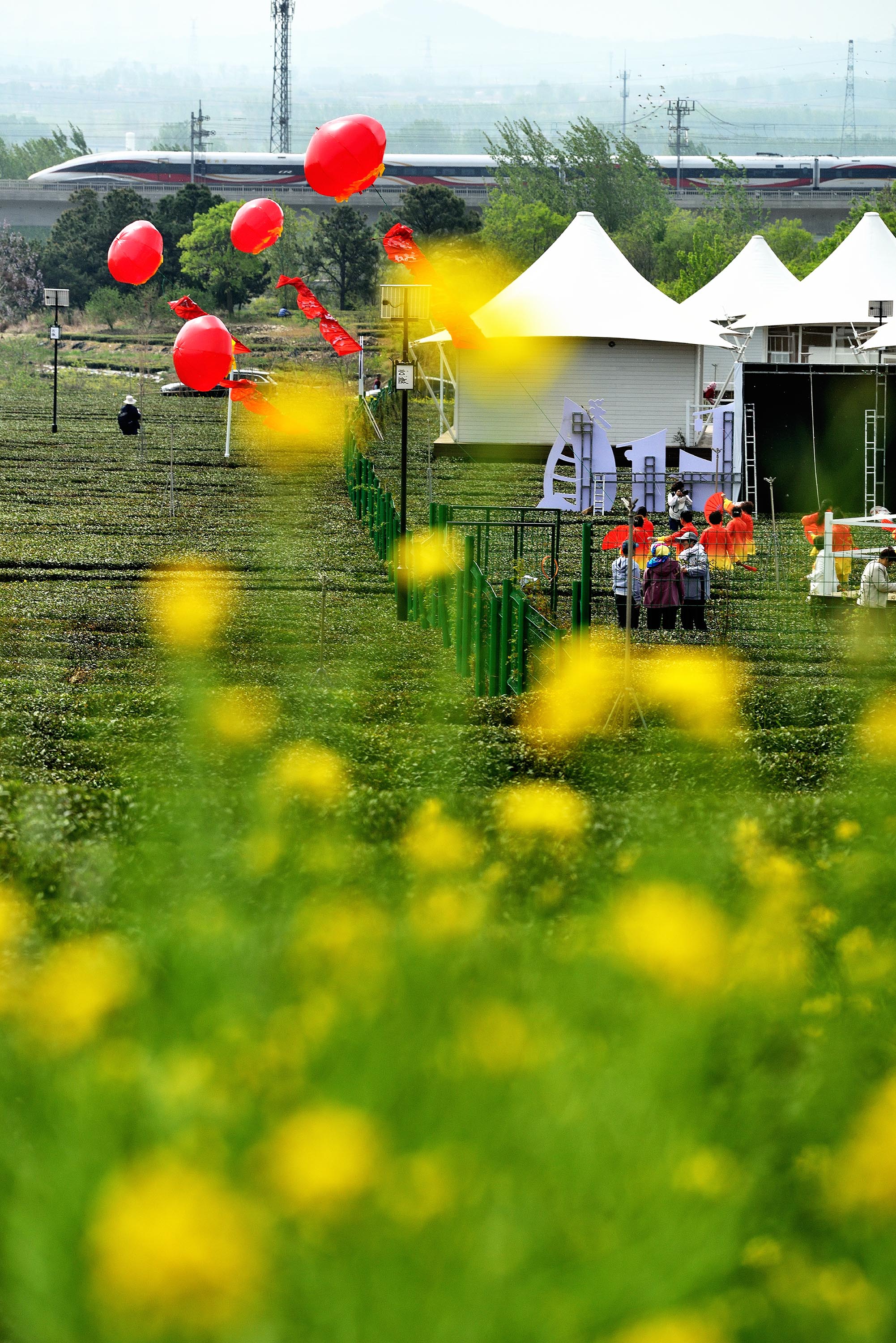 在日照市嵐山區(qū)巨峰鎮(zhèn)云隱小鎮(zhèn)，金色的油菜花把茶園襯托得更加明艷動人。丁斌攝