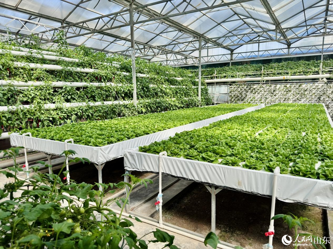 傳統與科技交融的葉菜工業化生產區。人民網 鄭昕橋攝