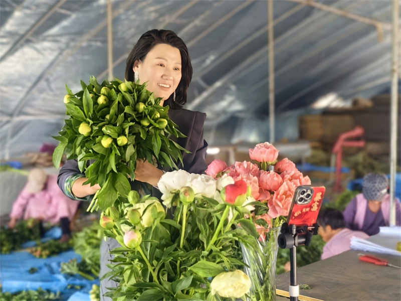 
“四季生金” 的菏澤芍藥綻放四海














