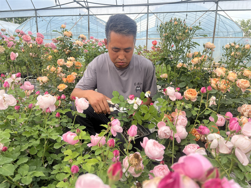 一惟花藝基地負責人申成龍在修剪花枝。萬成攝