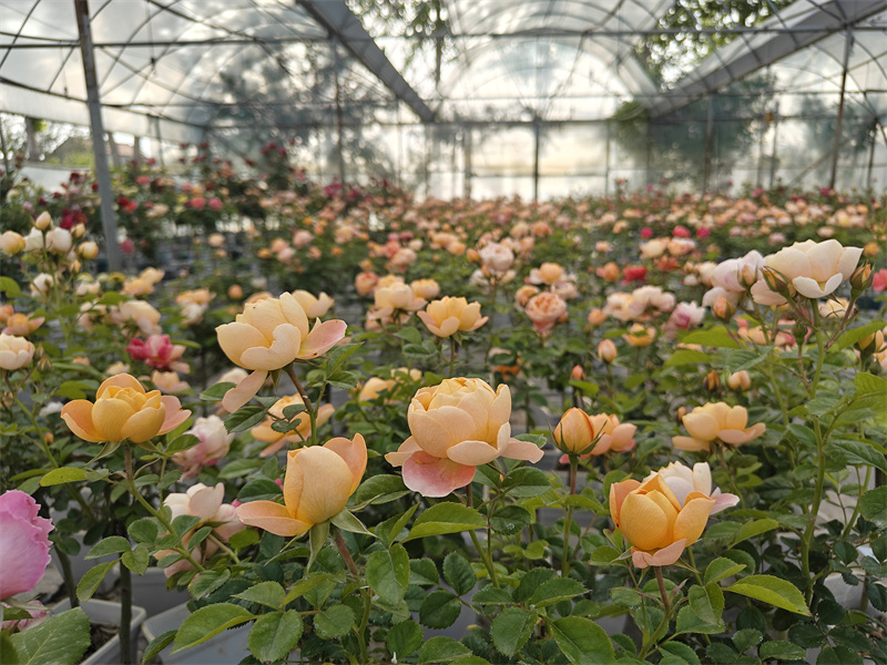 菏澤市定陶區(qū)張灣鎮(zhèn)申海村一惟花藝基地內，月季爭相盛放。萬成攝